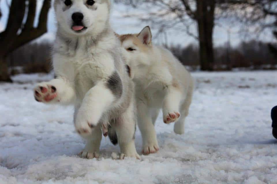 Siberian Husky puppies playing